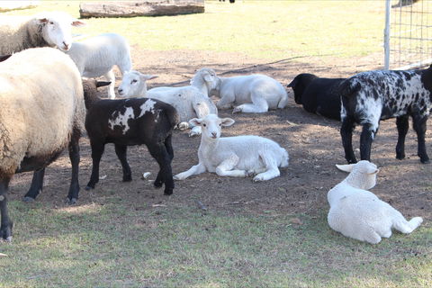 Haigslea EWE Nique Hobby Farm - Accommodation Broadbeach 1