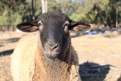 Haigslea EWE Nique Hobby Farm - Accommodation Broadbeach 2