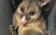 Umpherston Possum Tours - thumb 1