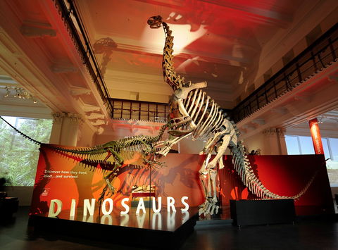 Australian Museum - Accommodation Broadbeach 2