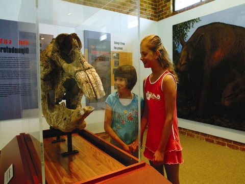 Australian Museum Diprotodon Exhibition: Closed For Building Repair July August - Accommodation Broadbeach 0