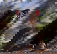 Bonorong Wildlife Sanctuary - Accommodation Broadbeach