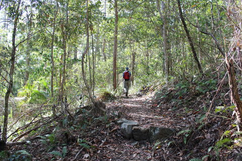 Morelia Walking Track, D'Aguilar National Park - Accommodation Broadbeach 1
