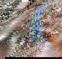 Barmah Forest Heritage and Education Centre - Nathalia - Accommodation Broadbeach