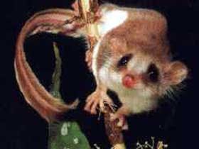 Carrowong Fauna Sanctuary - Accommodation Broadbeach 0