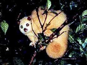 Carrowong Fauna Sanctuary - Accommodation Broadbeach 1