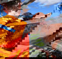 Farm Visit  Dungog - Accommodation Broadbeach