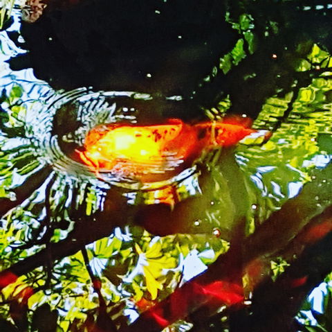 The Fernery At Diamond Waters - Accommodation Broadbeach 2