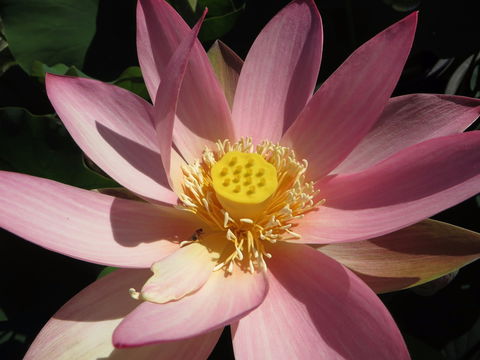 Wallis Creek Water Garden - Accommodation Broadbeach 0