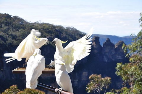 All-Inclusive Blue Mountains Tour In A Luxury Mercedes Sprinter - Accommodation Broadbeach 1