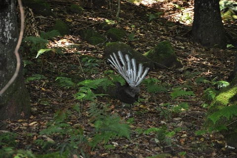 All-Inclusive Blue Mountains Tour In A Luxury Mercedes Sprinter - Accommodation Broadbeach 5