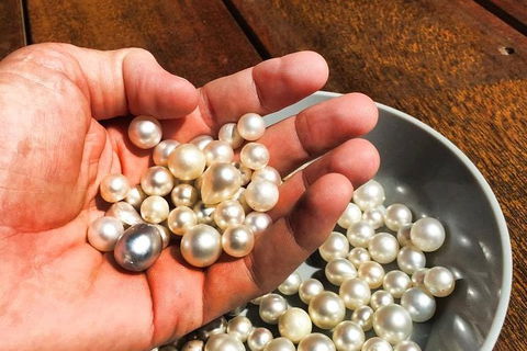 Australian Pearl Experience & Kangaroo Encounter Day Trip From Sydney - Accommodation Broadbeach 0