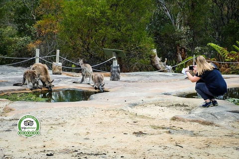 Australian Pearl Experience & Kangaroo Encounter Day Trip From Sydney - Accommodation Broadbeach 4