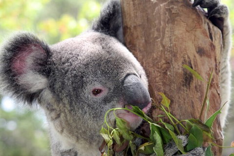 Private 10-hour Tour To Blue Mountains From Sydney - Hotel Pick Up & Drop Off - Accommodation Broadbeach 2