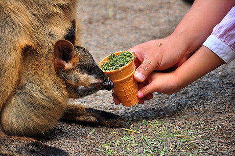 Blue Mountains Highlights & Wildlife Park - Accommodation Broadbeach 3