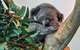 Blue Mountains Highlights & Wildlife Park - thumb 1