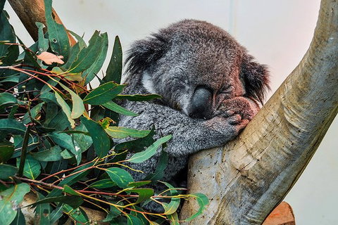 Blue Mountains Highlights, Wildlife Park And Scenic World Full Day Private Tour - Accommodation Broadbeach 1