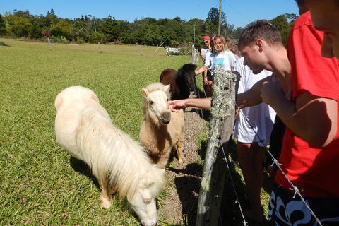 Atherton Tablelands Waterfalls Tour From Cairns - Accommodation Broadbeach 2