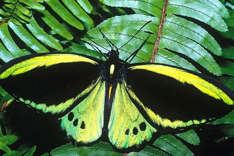 Cairns 4WD Waterfall And Rainforest Tour Including Kuranda Scenic Railway - Accommodation Broadbeach 1