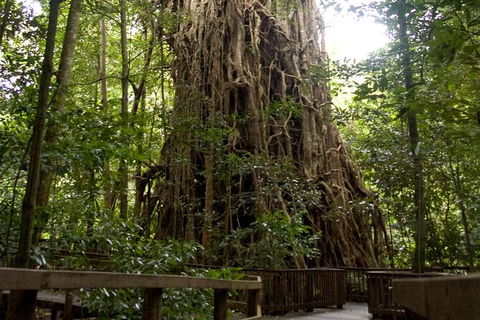 Cairns 4WD Waterfall And Rainforest Tour Including Kuranda Scenic Railway - Accommodation Broadbeach 5