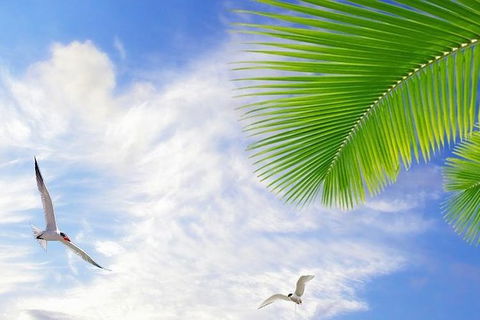 Airport Transfer - Mission Beach To Cairns Airport - Accommodation Broadbeach 4