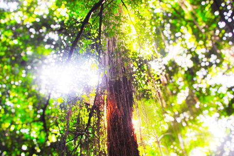 Airport Transfer - Mission Beach To Cairns Airport - Accommodation Broadbeach 1