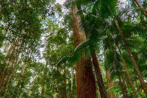 3-Day Fraser Island Hiking And 4WD Adventure From Hervey Bay - Accommodation Broadbeach 1