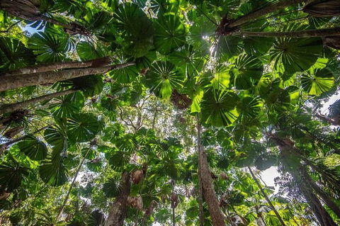 5 Day Australia Retreat: Queensland Daintree - Accommodation Broadbeach 4