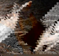 Small-Group Kangaroo Island 4WD Night Tour - Accommodation Broadbeach