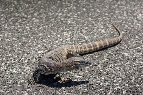 Coffin Bay Oysters, Ocean & Nature Tour - Accommodation Broadbeach 5