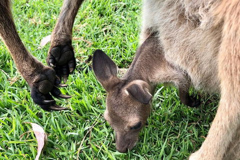Coffin Bay Oysters, Ocean & Nature Tour - Accommodation Broadbeach 10