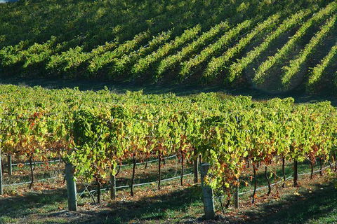 Adelaide Hills Wineries & Hahndorf - Accommodation Broadbeach 10