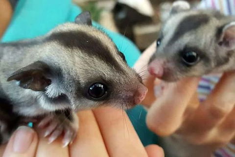 Adelaide Cultural Safari - Private Charters - Accommodation Broadbeach 0