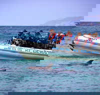 Kangaroo Island 75-Minute Ocean Safari - Accommodation Broadbeach