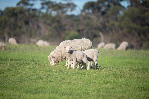 Fine Flavours - Full Day Kangaroo Island Food & Wine Tour - Accommodation Broadbeach 9