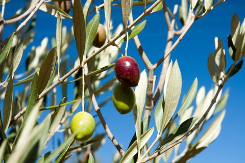 Fine Flavours - Full Day Kangaroo Island Food & Wine Tour - Accommodation Broadbeach 3