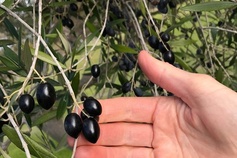 Fine Flavours - Full Day Kangaroo Island Food & Wine Tour - Accommodation Broadbeach 4