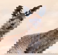 Kangaroo Island Luxury Small Group 'East End Explorer' Full Day Tour - Accommodation Broadbeach