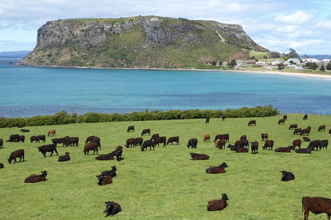 Cruise Ship Excursion: Stanley - Accommodation Broadbeach 0