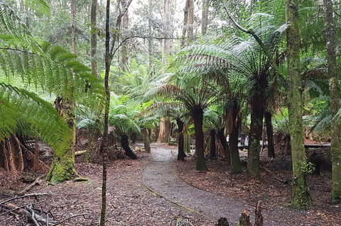 Cruise Ship Excursion: Stanley - Accommodation Broadbeach 5