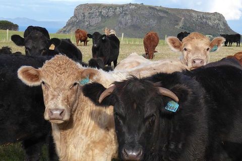 Cruise Ship Excursion: Stanley - Accommodation Broadbeach 1