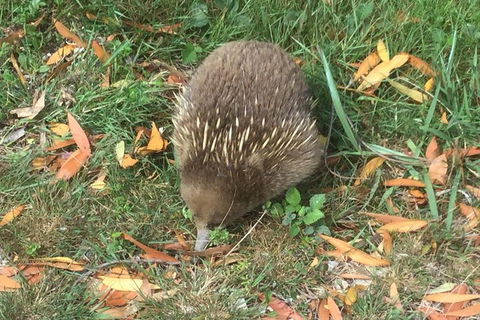 Cruise Ship Excursion: Stanley - Accommodation Broadbeach 4