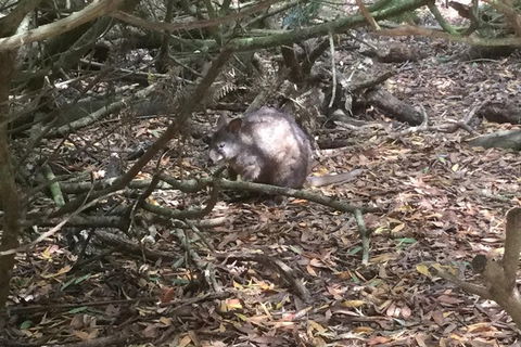 Cruise Ship Excursion: Stanley - Accommodation Broadbeach 13