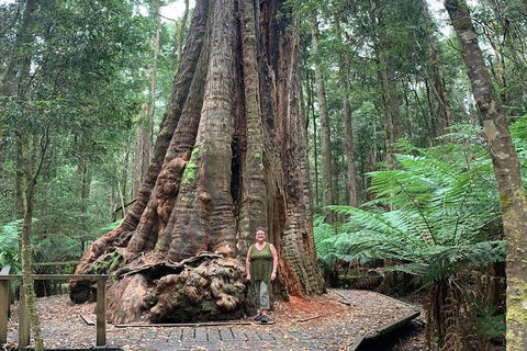 Cruise Ship Excursion: Stanley - Accommodation Broadbeach 20