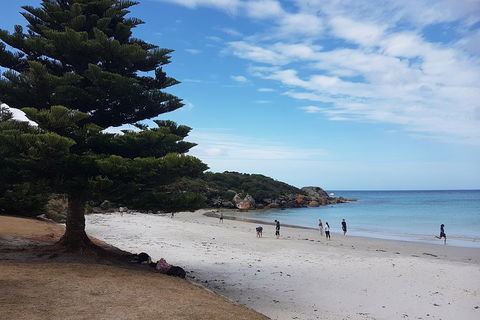 Cruise Ship Excursion: Stanley - Accommodation Broadbeach 21