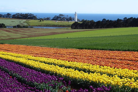 Cruise Ship Excursion: Stanley - Accommodation Broadbeach 18