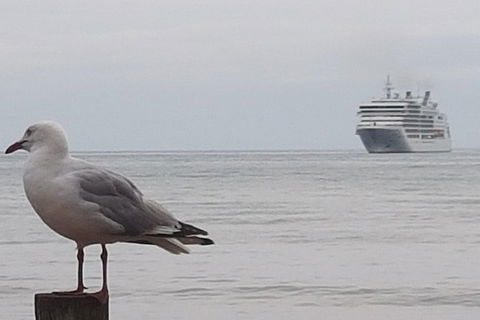 Cruise Ship Excursion: Stanley - Accommodation Broadbeach 9