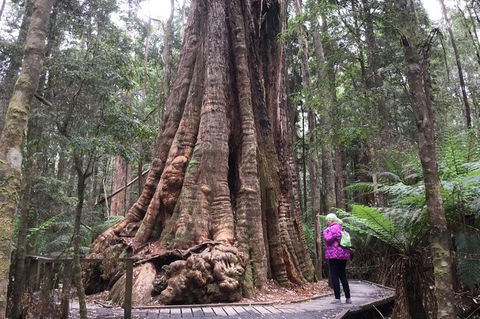 Cruise Ship Excursion: Stanley - Accommodation Broadbeach 11