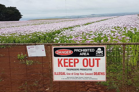 Cruise Ship Excursion: Stanley - Accommodation Broadbeach 23