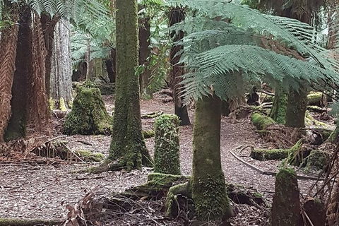 Cruise Ship Excursion: Stanley - Accommodation Broadbeach 8